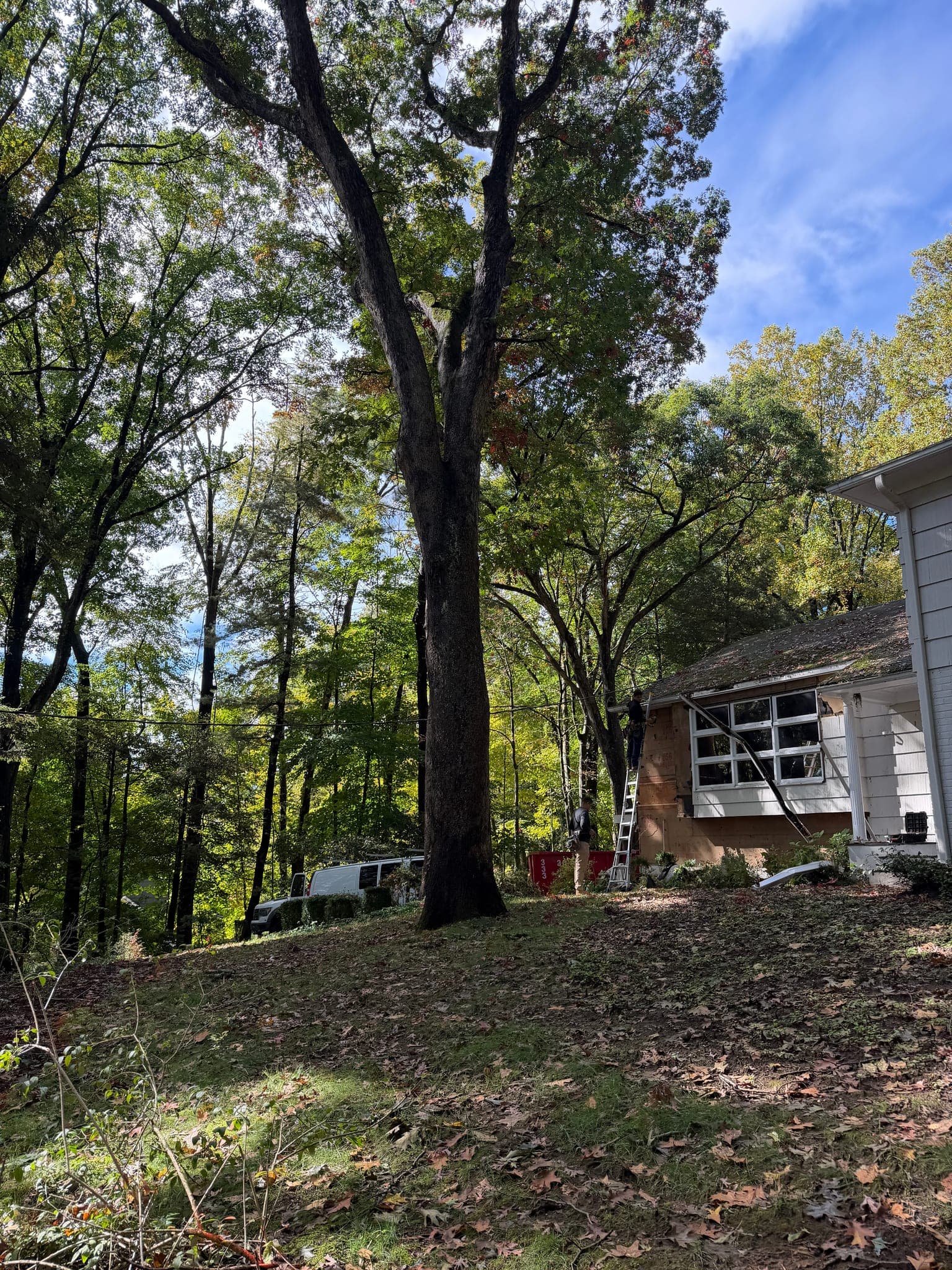 65 Windmill Road: A mature tree on the sloping lawn, with work under way on the side of the house